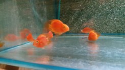 Cichlasoma-Red-Parrot
