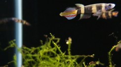 Epiplatys-annulatus9