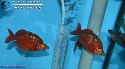 Glossolepis-incisus_01