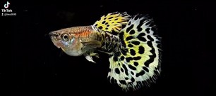 Guppy-LeoPard3