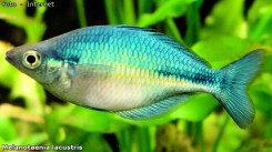 Melanotaenia_lacustris_01
