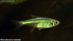 Microdevario-kubotai_01