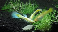 guppy-German-Yellow
