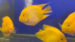 yellow-parrot2